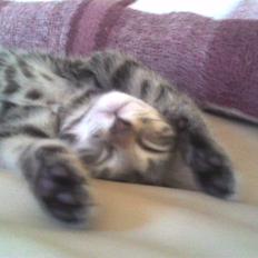 Blanding af racer Sille