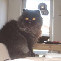 Perser Balou Bubbi (død)