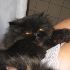 Perser Balou Bubbi (død)