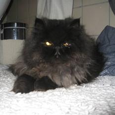 Perser Balou Bubbi (død)