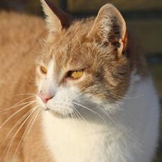 Blanding af racer Tuffe