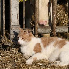 Blanding af racer Tuffe