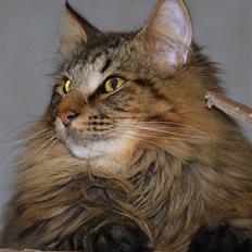 Norsk Skovkat Zoticus  - kastrat