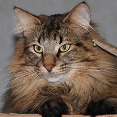 Norsk Skovkat Zoticus  - kastrat