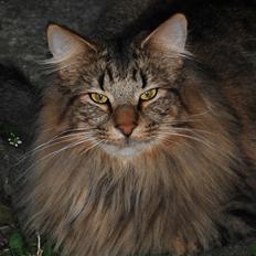 Norsk Skovkat Zoticus  - kastrat