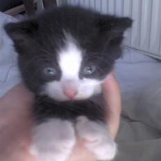 Blanding af racer Slacker