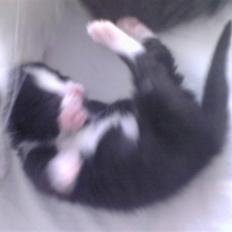 Blanding af racer Slacker