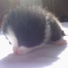 Blanding af racer Slacker