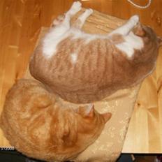 Blanding af racer Bausi