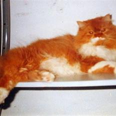 Perser Garfield *RIP* 