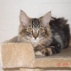 Blanding af racer Luffe(givet væk)