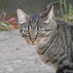 Blanding af racer Popcorn