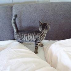 Blanding af racer Popcorn