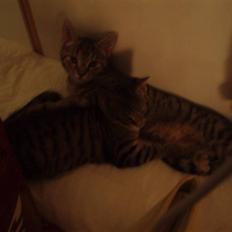 Blanding af racer Popcorn