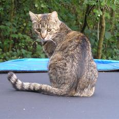 Blanding af racer Partyskinke