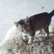 Blanding af racer Partyskinke