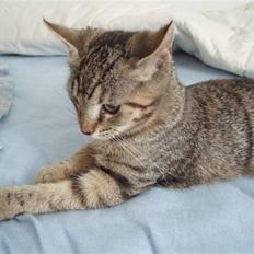 Blanding af racer Partyskinke