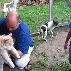 Norsk Skovkat justice