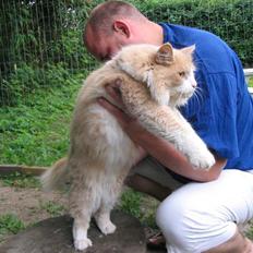 Norsk Skovkat justice