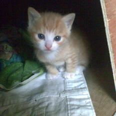 Huskat Skipper Død d 2/10 08