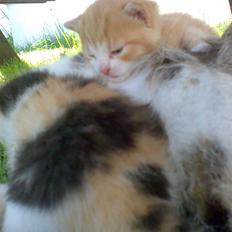 Huskat Skipper Død d 2/10 08