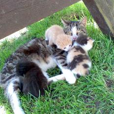 Huskat Skipper Død d 2/10 08