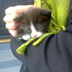 Huskat Mumi - Forsvandt 2009