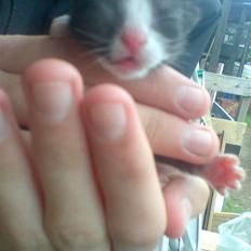 Huskat Mumi - Forsvandt 2009