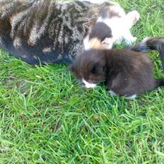 Huskat Mumi - Forsvandt 2009