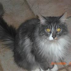 Maine Coon Sian