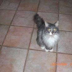 Maine Coon Sian