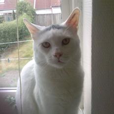 Blanding af racer Max