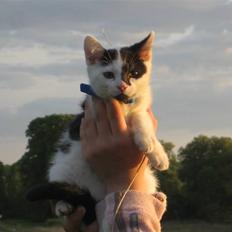 Huskat Muddie - R.I.P :´(