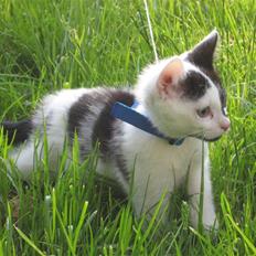 Huskat Muddie - R.I.P :´(