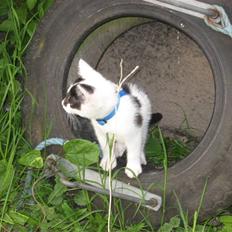 Huskat Muddie - R.I.P :´(