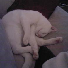 Blanding af racer Max