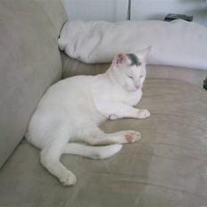 Blanding af racer Max