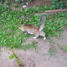 Norsk Skovkat Jerry Springer