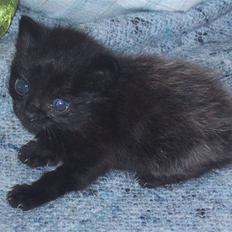 Huskat Tobber *R.I.P*