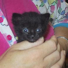 Huskat Tobber *R.I.P*