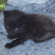 Huskat Tobber *R.I.P*