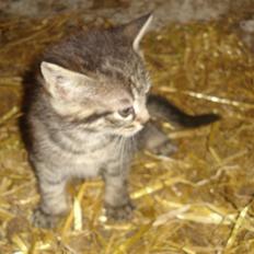 Huskat VRCL's Tiggi *SOLGT*