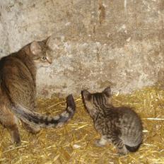 Huskat VRCL's Tiggi *SOLGT*