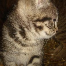 Huskat VRCL's Tiggi *SOLGT*