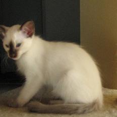 Balineser Kat Bohème Chérie