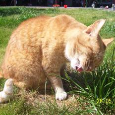 Huskat Gismo - R.I.P