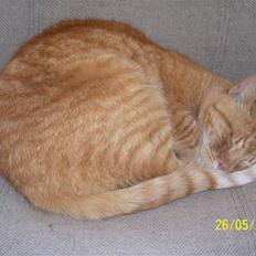 Huskat Gismo - R.I.P