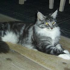 Maine Coon Mickey