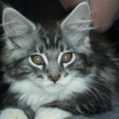 Maine Coon Mickey