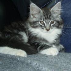 Maine Coon Mickey